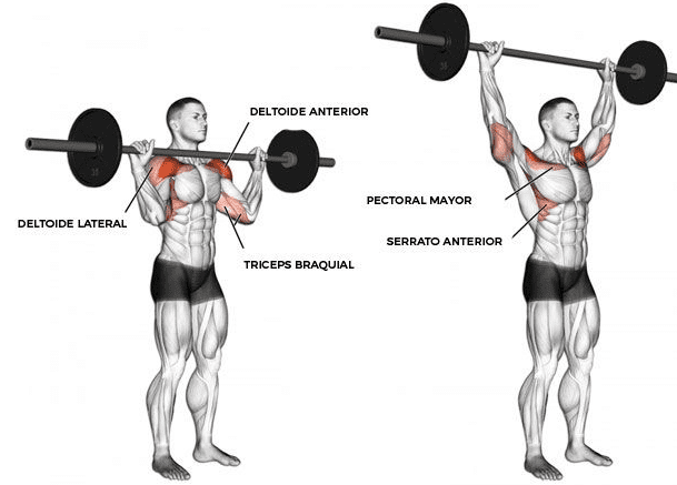 Tipos de Press banca con barra. Influencia en el hombro y pectoral